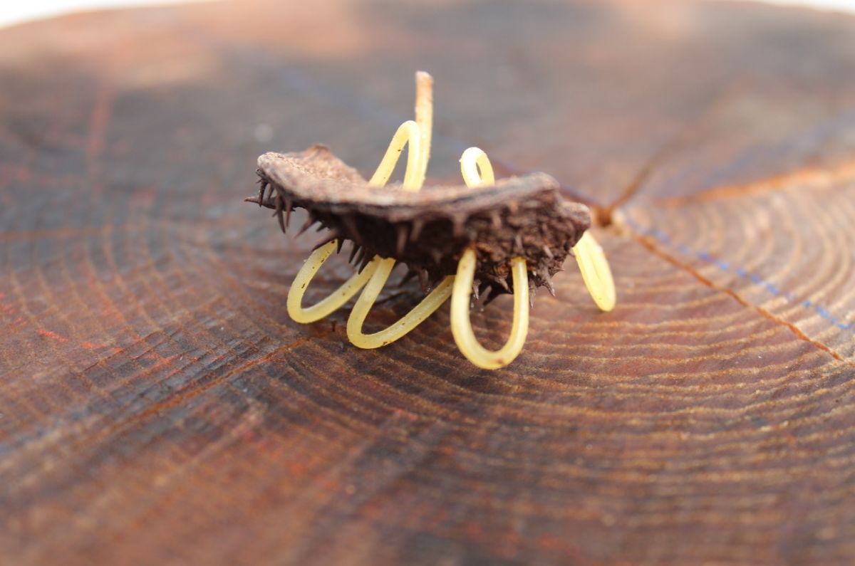 今夜はスパゲティ-5