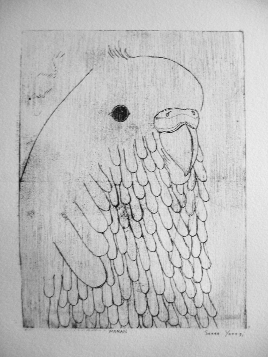 インコトトロ-1