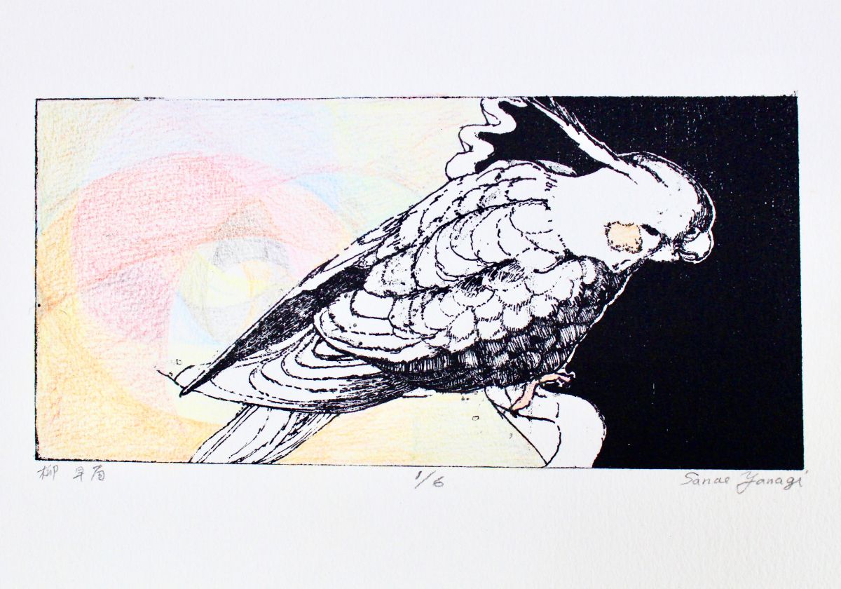 オカメインコ-1